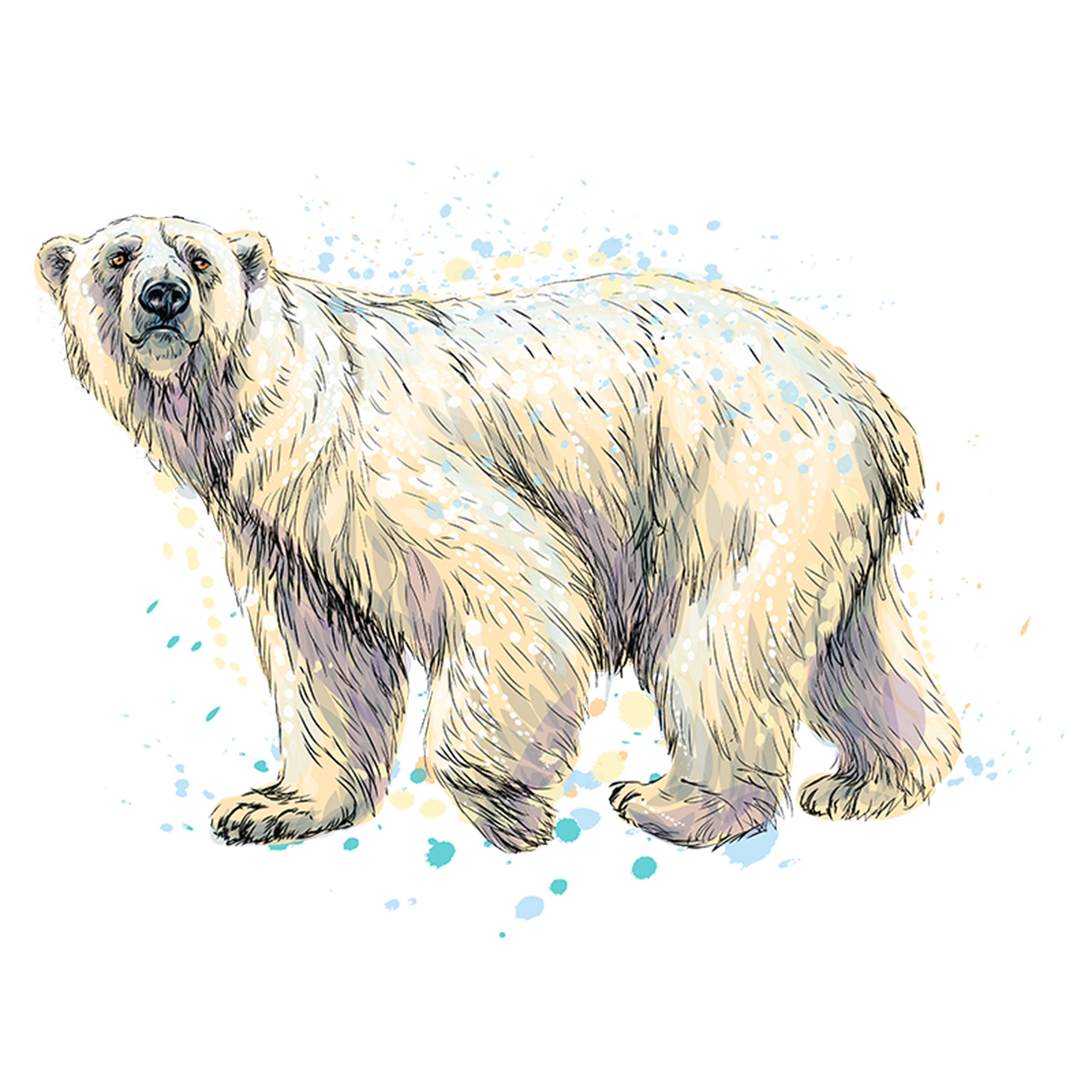 Polar bear
