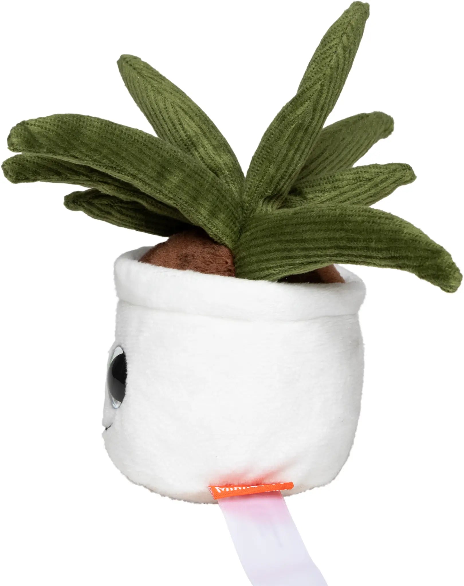 all-groups Schmoozies Evergreenies Aloe Vera