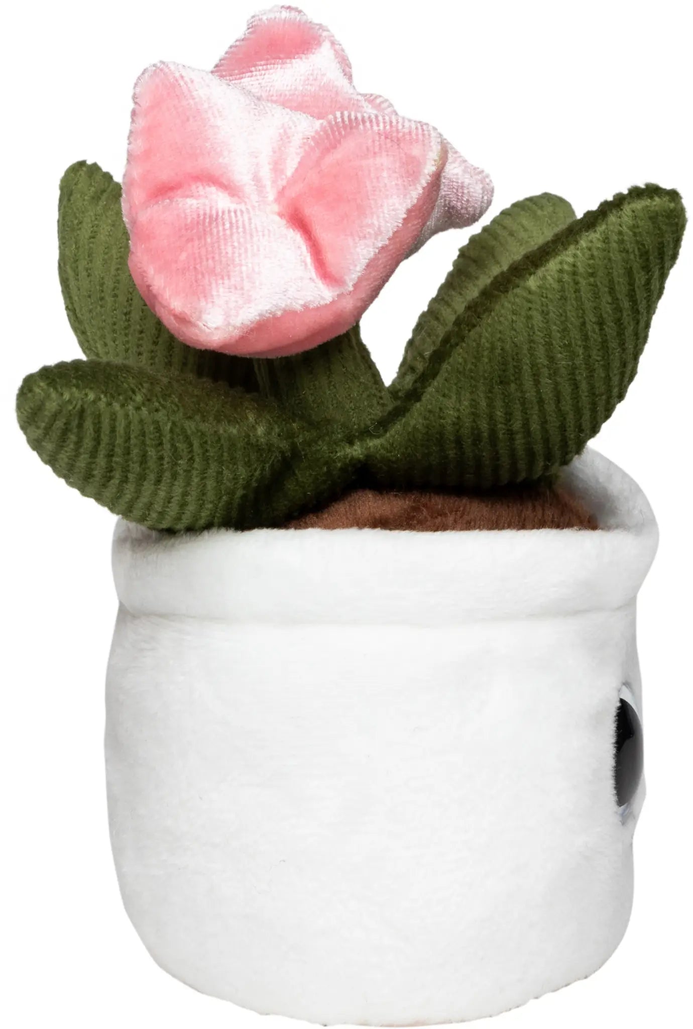 all-groups Schmoozies Evergreenies Tulip